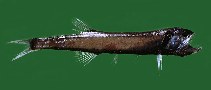 Image of Gonostoma denudatum 