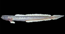 Image of Gobioides peruanus (Peruvian eelgoby)