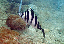 tn_Goqua_u0.jpg
