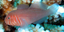 Image of Gobiodon reticulatus (Reticulate goby)