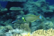 Image of Gomphosus varius (Bird wrasse)