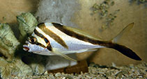 Image of Goniistius vestitus (Crested morwong)