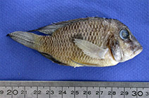 Image of Guianacara oelemariensis 