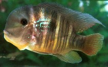 Image of Gymnogeophagus balzanii (Argentine humphead)