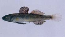 Image of Gymnogobius castaneus (Biringo)