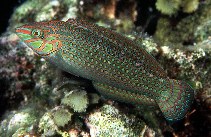 Image of Halichoeres argus (Argus wrasse)