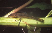 Image of Harttia carvalhoi 