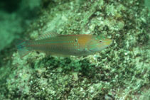 Image of Halichoeres dispilus (Chameleon wrasse)