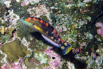 Image of Halichoeres discolor (Cocos wrasse)