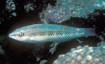 Image of Halichoeres erdmanni (Erdmann\