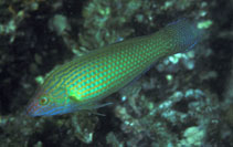 Image of Halichoeres kallochroma 