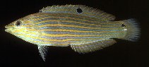 Image of Halichoeres melanurus (Tailspot wrasse)
