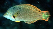 Image of Halichoeres melanochir (Orangefin wrasse)
