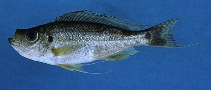 Image of Haplotaxodon microlepis 