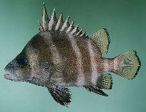Image of Hapalogenys analis (Broadbanded velvetchin)