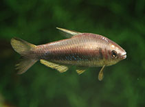 tn_Hanam_m0.jpg