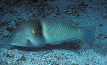 Image of Halichoeres nicholsi (Spinster wrasse)