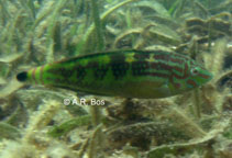 Image of Halichoeres papilionaceus (Weed wrasse)