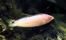 Image of Halichoeres trispilus (Triplespot wrasse)