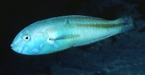 Image of Halichoeres zeylonicus (Goldstripe wrasse)