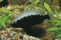 tn_Hebar_f0.jpg