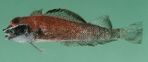 Image of Helcogramma fuscopinna (Blackfin triplefin)