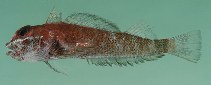 Image of Helcogramma fuscopinna (Blackfin triplefin)