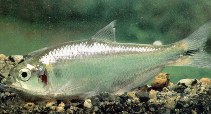 Image of Hemibrycon jabonero 