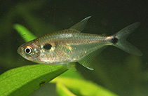 Image of Holopristis luelingi 