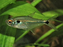 Image of Holopristis luelingi 