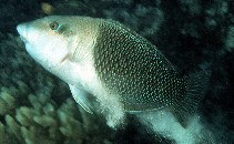 Image of Hemigymnus melapterus (Blackeye thicklip)