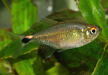 Image of Holopristis neptunus 