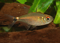 Image of Holopristis neptunus 