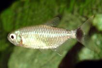 Image of Ramirezella newboldi 