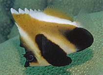 tn_Heple_u2.jpg