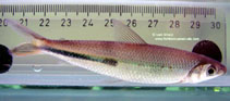 Image of Hemiodus semitaeniatus (Halfline hemiodus)