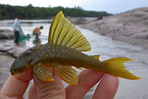 Image of Hemiancistrus subviridis 
