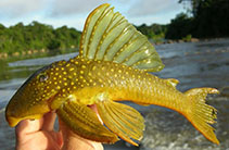 Image of Hemiancistrus subviridis 