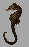 Image of Hippocampus patagonicus (Patagonian seahorse)
