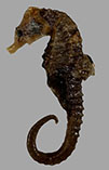 Image of Hippocampus patagonicus (Patagonian seahorse)