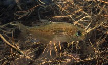 Image of Hollandichthys multifasciatus 
