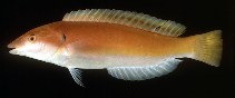 Image of Hologymnosus rhodonotus (Redback longface wrasse)