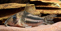 Image of Hoplisoma tenebrosum 