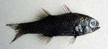 Image of Howella zina 