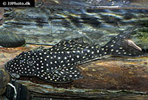 Image of Hypostomus arecuta 