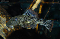 Image of Hypostomus asperatus (Mandarin Pleco)