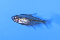 Image of Hyphessobrycon georgettae 