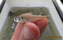 Image of Hyphessobrycon hasemani 