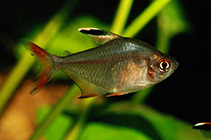 Image of Hyphessobrycon jackrobertsi 