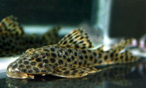 Image of Hypostomus mutucae 